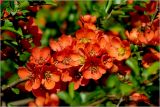 Chaenomeles japonica. Часть ветви цветущего растения. Московская обл., Раменский р-н, окр. дер. Хрипань, садовый участок. 25.006.2026.