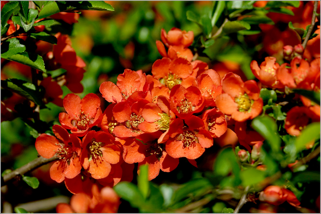 Изображение особи Chaenomeles japonica.