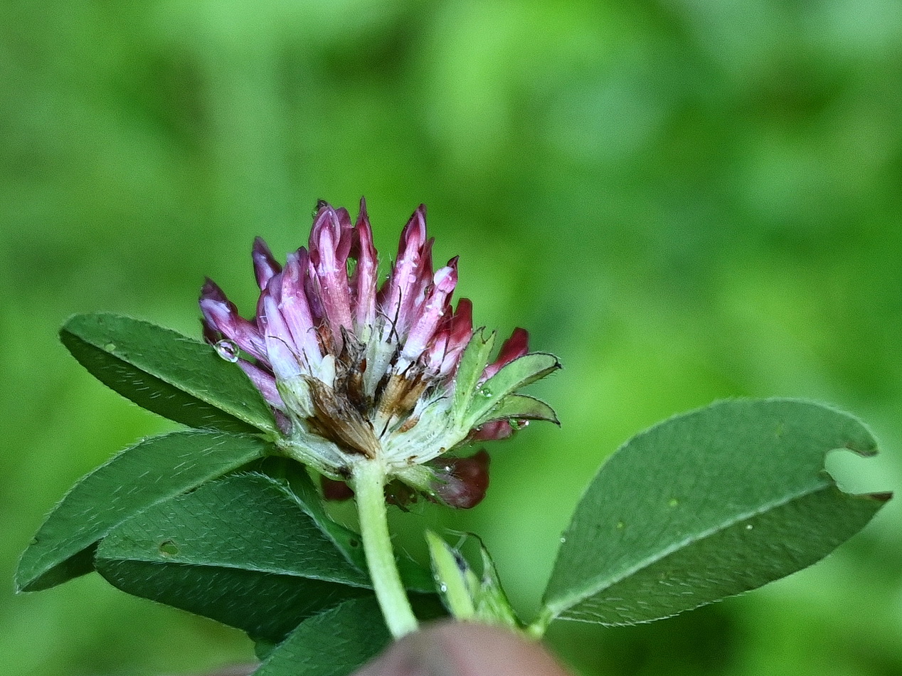 Изображение особи род Trifolium.