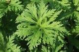 Geranium pratense. Лист. Ленинградская обл., Ломоносовский р-н, окр. дер. Мал. Забородье, берег пруда в истоках р. Шингарка, опушка лиственного леса. 10.06.2026.