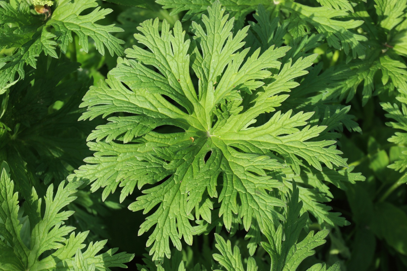 Image of Geranium pratense specimen.