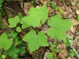 род Ribes