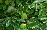 Maclura pomifera. Часть ветви с соплодиями. Португалия, г. Лиссабон, в культуре. 10.08.2025.