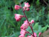 Heuchera × brizoides. Верхушка соцветия. Ульяновск, Заволжский р-н, заброшенный цветник у забора частного дома. 26.08.2026.