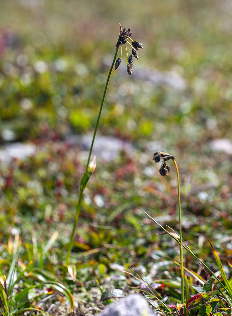 Image of Scirpus maximowiczii specimen.