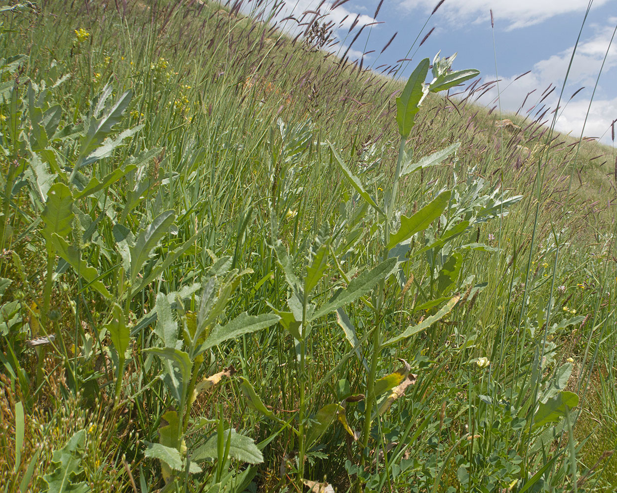 Image of genus Cirsium specimen.