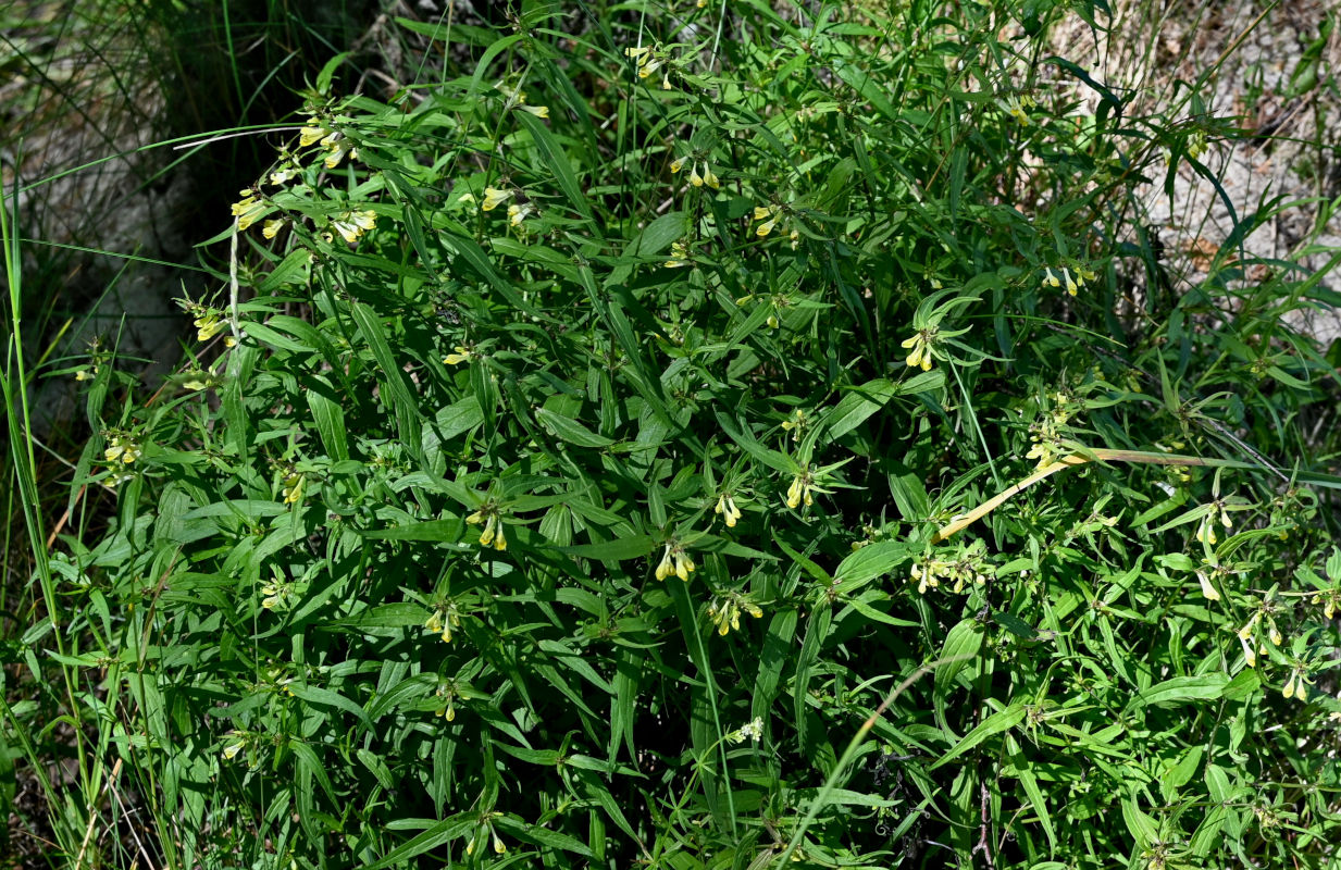 Изображение особи Melampyrum pratense.