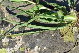 genus Tragopogon. Листья. Турция, ил Артвин, р-н Юсуфели, окр. дер. Дамлаташ, выс. 1925 м н.у.м., луг среди камней. 13 июня 2026 г.