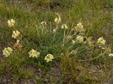 Oxytropis recognita