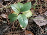семейство Rosaceae. Верхушка молодого растения, переходящего в состояние покоя. Ульяновск, Заволжский р-н, сосняк с лиственным подростом в парке им. 40-летия ВЛКСМ. 21.10.2026.