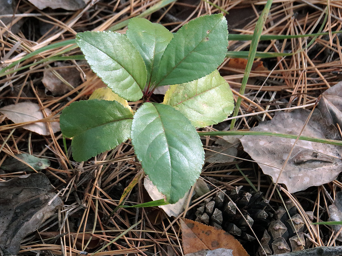 Изображение особи семейство Rosaceae.