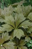 Rodgersia podophylla