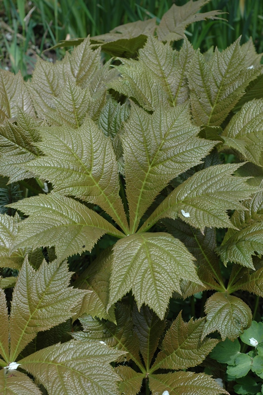 Изображение особи Rodgersia podophylla.