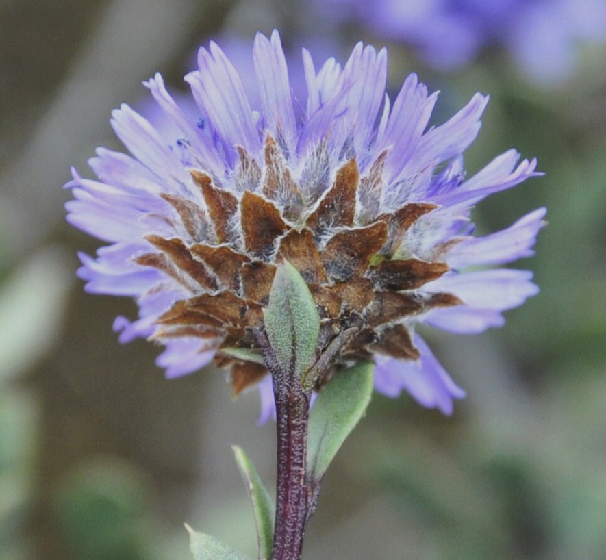 Изображение особи Globularia alypum.