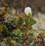 Rubus chamaemorus. Расцветающее растение в лишайниково-кустарничковой тундре. Мурманская обл., Североморский р-н. 26.05.2011.