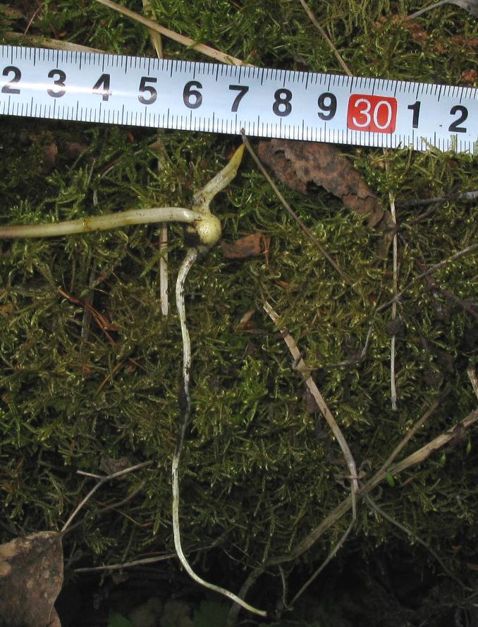 Image of Corydalis talpina specimen.