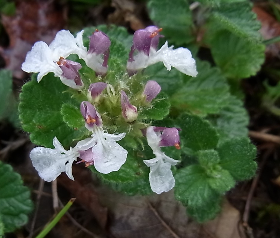 Image of Teucrium pyrenaicum specimen.