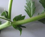 Potentilla supina subspecies paradoxa. Часть побега. Новосибирская обл., Карасукский р-н, с. Благодатное. 10.06.2011.