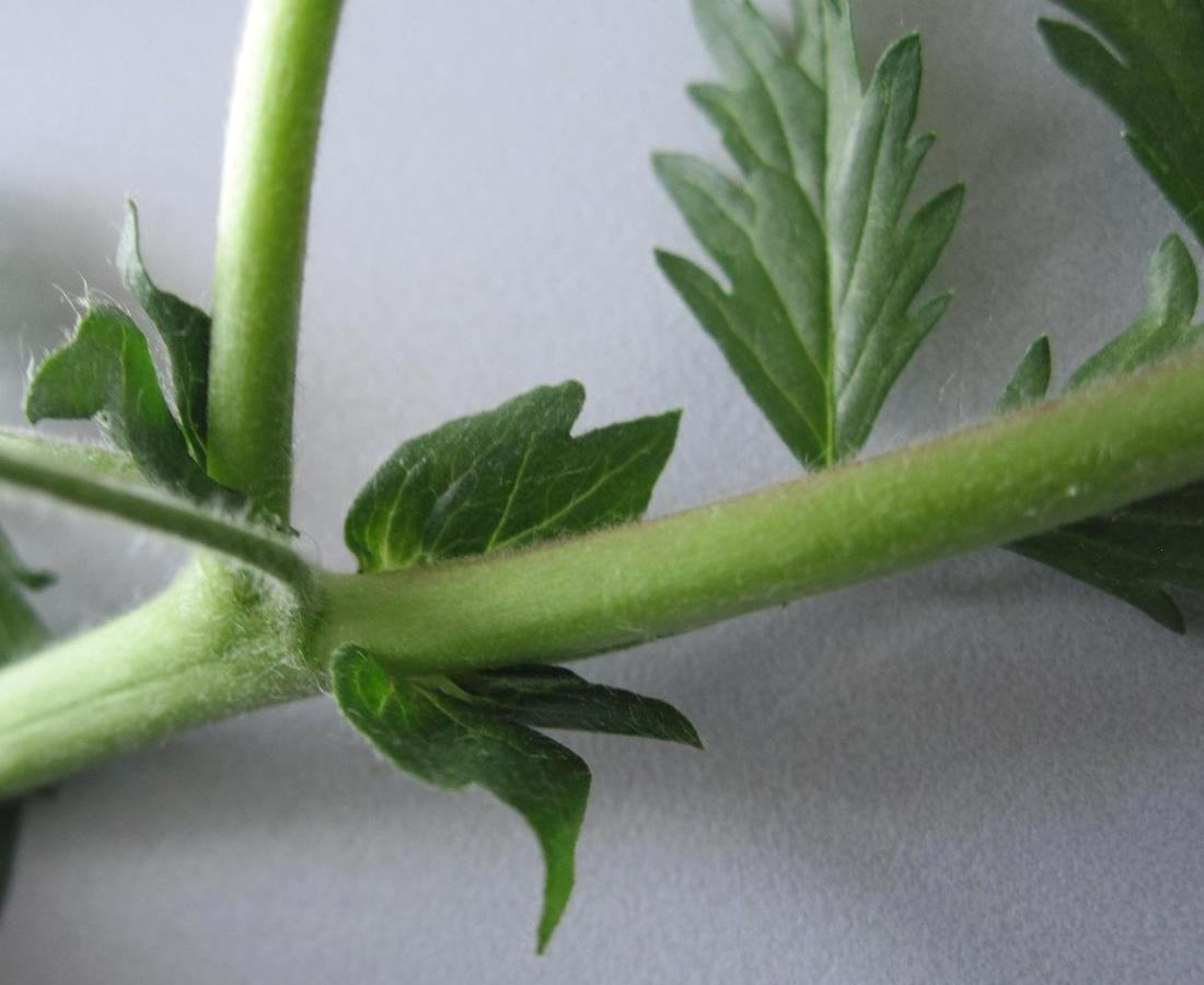 Image of Potentilla supina ssp. paradoxa specimen.