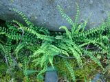 Asplenium trichomanes