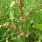 Rumex marschallianus. Средняя часть плодоносящего растения. Краснодарский край, Кущёвский р-н, станица Шкуринская, высохшая лужа в кювете автодороги. 28.06.2011.