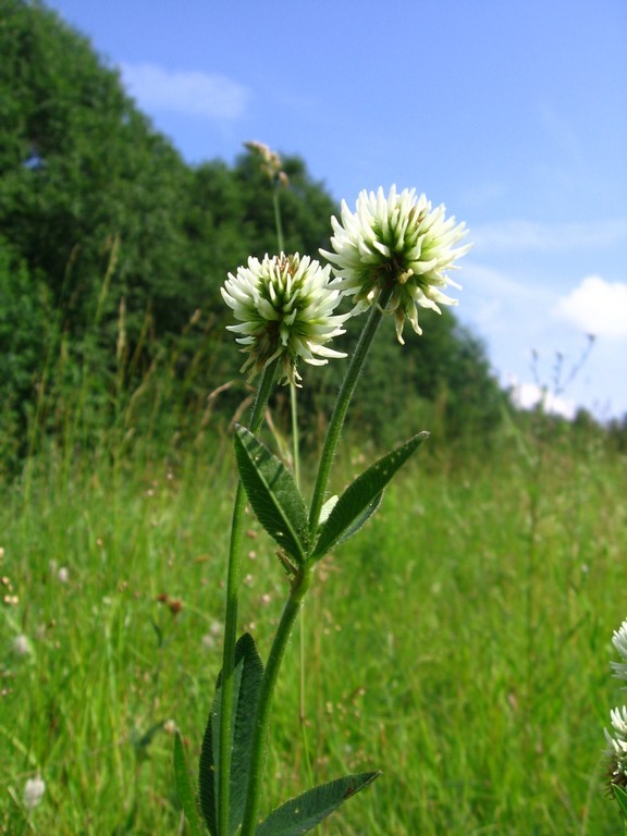 Image of Trifolium montanum specimen.