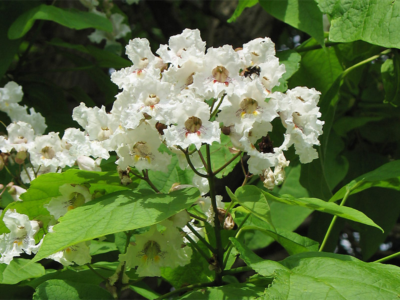 Image of Catalpa bignonioides specimen.