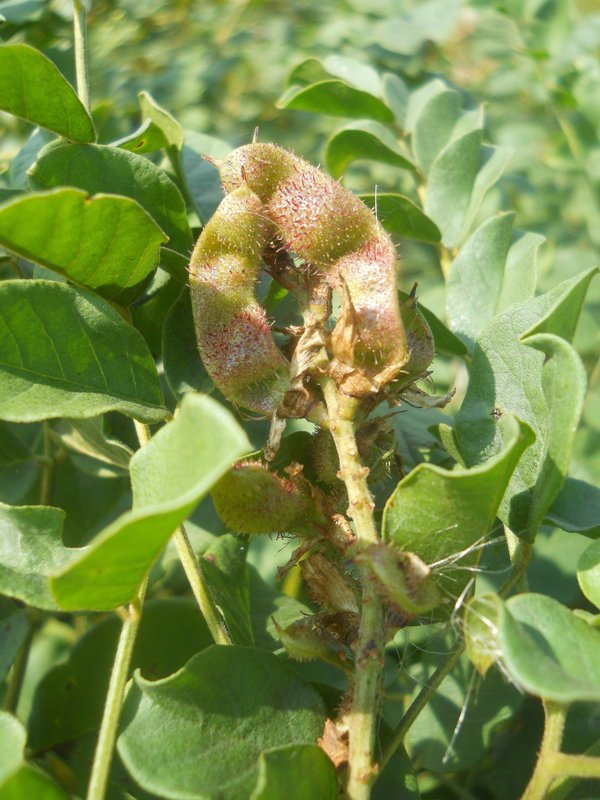 Image of Glycyrrhiza viscida specimen.