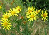 Senecio grandidentatus