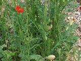 Papaver stevenianum. Побеги. Украина, Донецкая обл., Кривая коса, песчано-ракушечниковая терраса, НПП \"Меотида\". 10.05.2011.