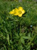 Ranunculus propinquus