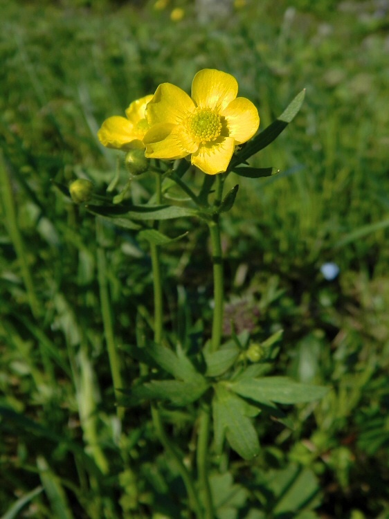 Изображение особи Ranunculus propinquus.