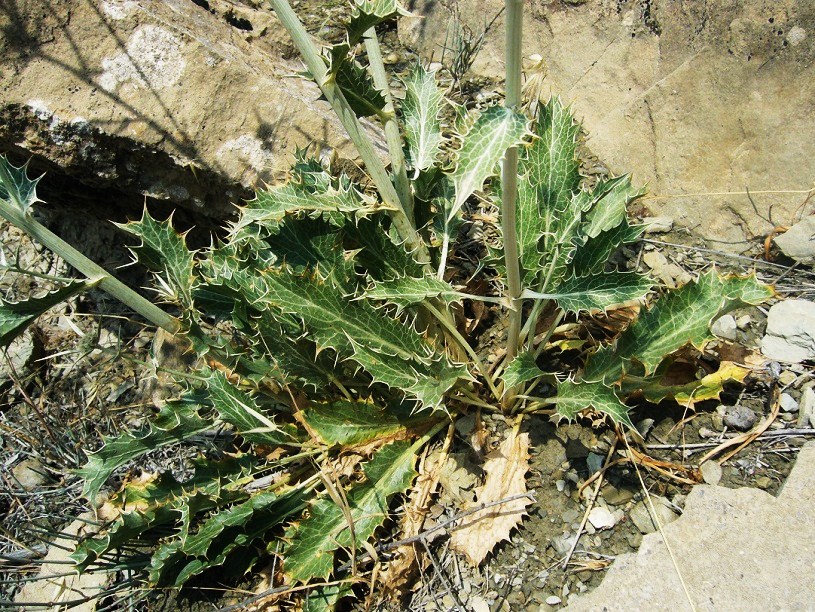 Image of Eryngium bungei specimen.