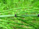 Equisetum palustre. Часть побега. Ярославская обл., Некоузский р-н, пос. Новый Некоуз, р. Ильд. 15.06.2011.