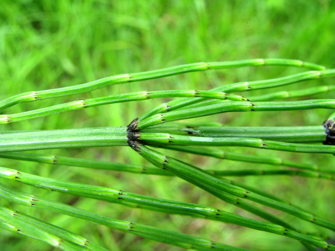 Изображение особи Equisetum palustre.