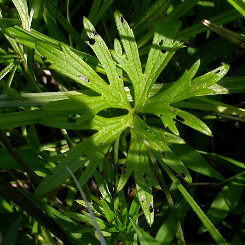 Image of Ranunculus acris specimen.