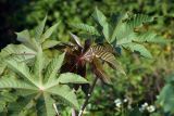 Ricinus communis