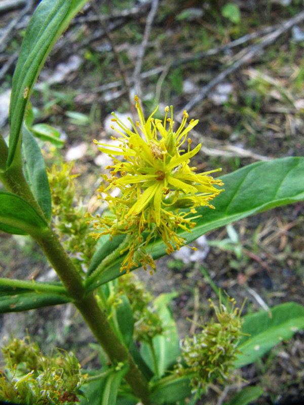 Изображение особи Naumburgia thyrsiflora.