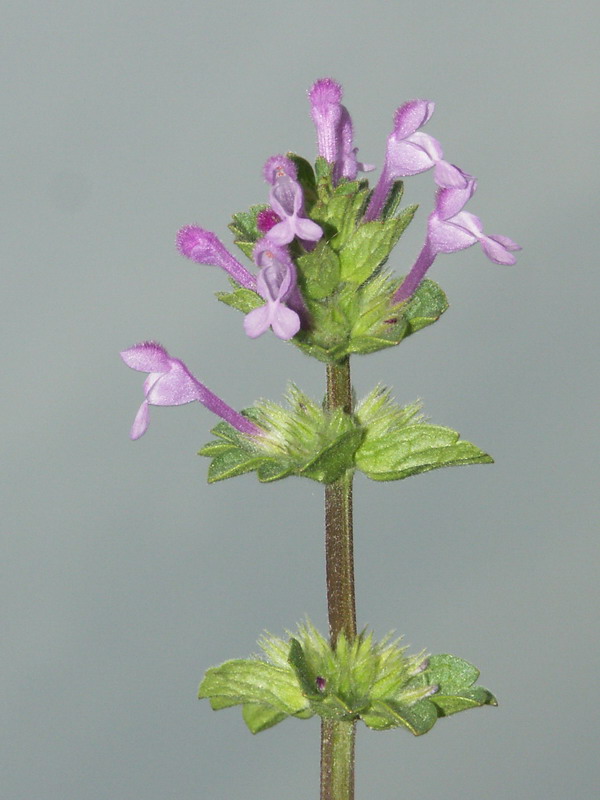 Изображение особи Lamium amplexicaule.