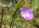 Pinguicula vulgaris. Цветок и незрелый плод. Мурманская обл., Восточный Мурман, окр. пос. Дальние Зеленцы, терраса на скале в разломе. 06.08.2010.