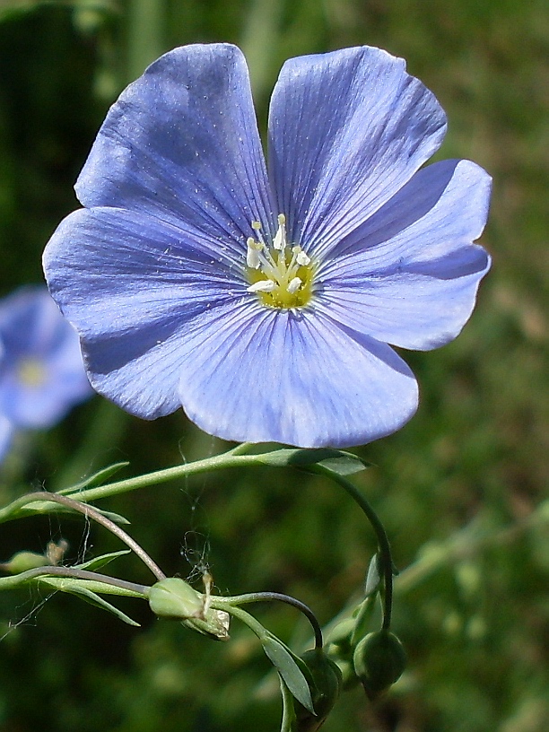 Изображение особи Linum austriacum.