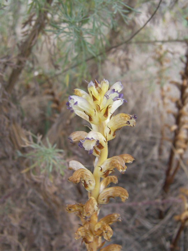 Изображение особи Orobanche cumana.