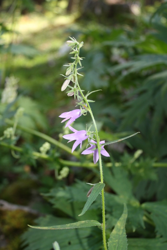 Image of Campanula rapunculoides specimen.