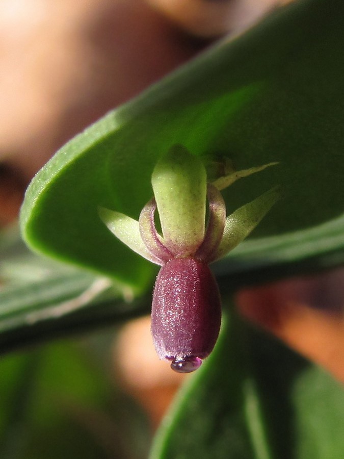 Image of Ruscus aculeatus specimen.