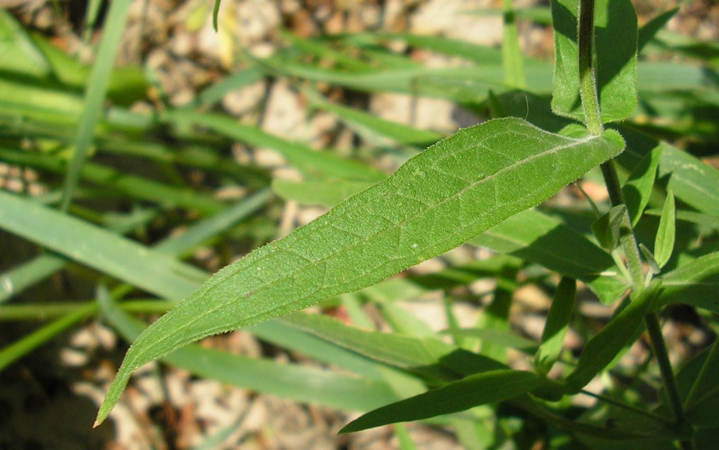 Изображение особи Lythrum salicaria.