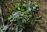 Potentilla bifurca