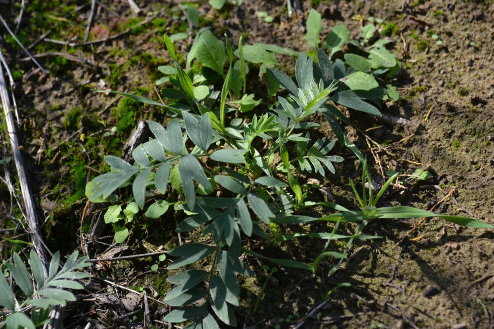 Image of Potentilla bifurca specimen.