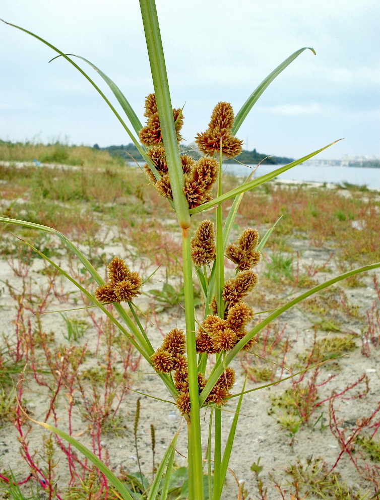 Изображение особи Cyperus glomeratus.