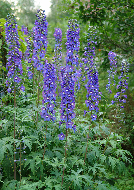 Image of Delphinium &times; phoeniceum specimen.