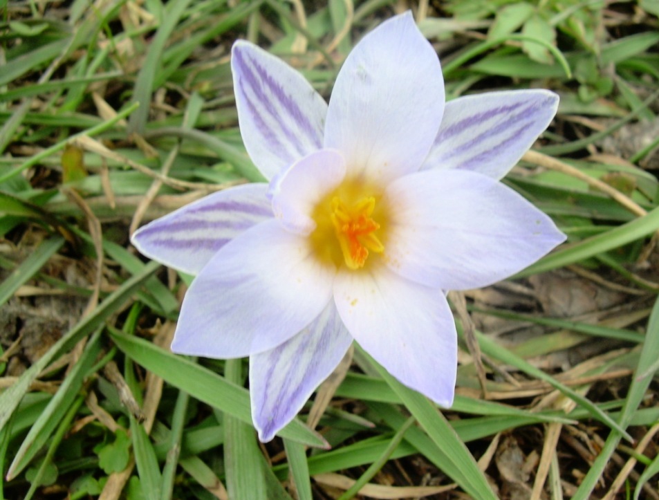 Image of Crocus reticulatus specimen.